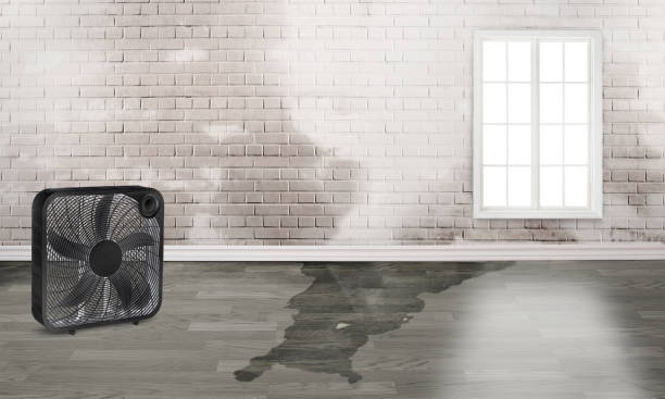 Best Local water damage restoration  in West Vero Corridor, FL